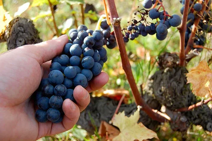 Château test 1, Pouilly-les-Nonains – visite